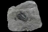 , Uncommon Greenops Trilobite - New York #42830-1